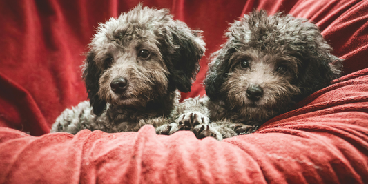 Segunda oportunidad para las mascotas: Artículos usados para consentir a tu mejor amigo